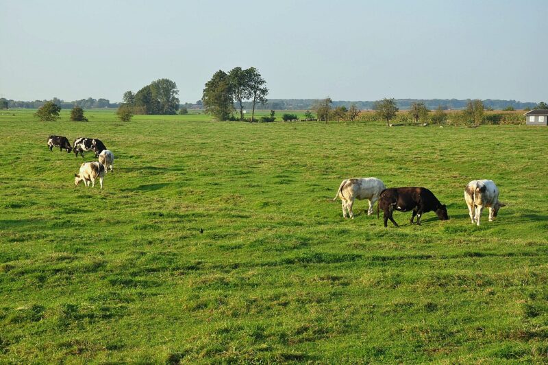 Snelrewaard in Nederland