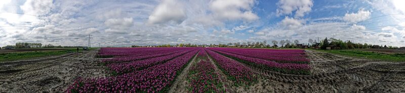 't Veld in Nederland