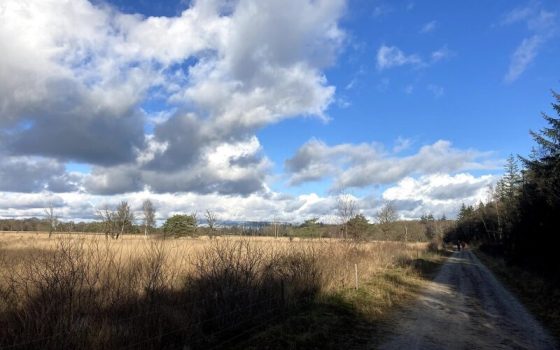 Spier in Nederland